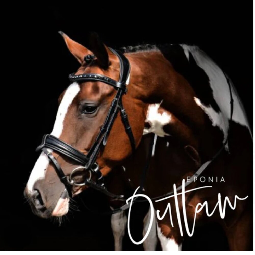 NWT eponia outlaw anatomical dressage bridle.